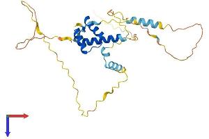 BARX Homeobox 2 Protein (BARX2) (AA 1-279) (His tag)