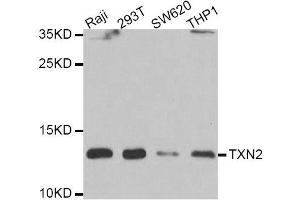 Western blot analysis of extracts of various cell lines, using TXN2 antibody. (TXN2 Antikörper  (AA 1-166))