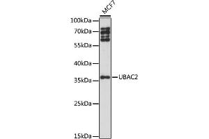 Western blot analysis of extracts of MCF7 cells, using UB antibody (ABIN7271120) at 1:1000 dilution. (UBAC2 Antikörper  (AA 220-310))