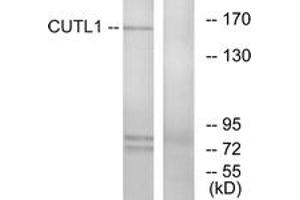 Western blot analysis of extracts from K562 cells, using CUTL1 Antibody. (CUX1 Antikörper  (AA 10-59))