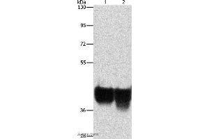 Western blot analysis of Hela and 293T cell, using AUP1 Polyclonal Antibody at dilution of 1:500 (Ancient Ubiquitous Protein 1 Antikörper)