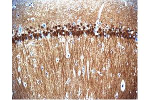 Immunohistochemical staining of pyrimidal cells in the rat hippocampus, formalin-fixed paraffin-embedded tissue section with no pre-treatment (20X magnification). (CAN Antikörper  (AA 247-449))