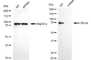 Western blotting analysis using LRCH4 antibody (ABIN7799256).