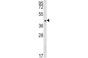 Western Blotting (WB) image for anti-Major Histocompatibility Complex, Class I, B (HLA-B) antibody (ABIN3003834) (HLA-B Antikörper)