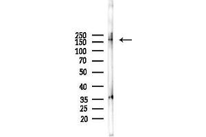 anti-Cdc2-Related Kinase, Arginine/serine-Rich (CRKRS) (C-Term) antibody