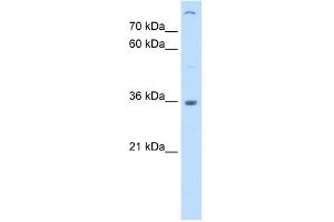 LMAN2 antibody used at 0. (LMAN2 Antikörper  (C-Term))