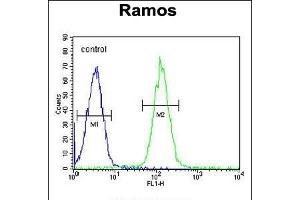 MG Antibody (C-term) (ABIN655333 and ABIN2844900) flow cytometric analysis of Ramos cells (right histogram) compared to a negative control cell (left histogram). (PRR22 Antikörper  (C-Term))