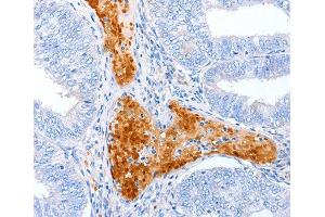 Immunohistochemistry (IHC) image for anti-Alkaline Sphingomyelinase (Alk-Smase) antibody (ABIN3016967) (ENPP7 Antikörper)