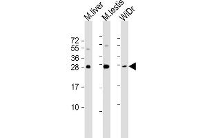 All lanes : Anti-CDX1 Antibody (C-term) at 1:1000-1:2000 dilution Lane 1: mouse liver lysate Lane 2: mouse testis lysate Lane 3: WiDr whole cell lysate Lysates/proteins at 20 μg per lane.