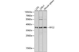 Western blot analysis of extracts of various cell lines, using RFC2 antibody (ABIN6132593, ABIN6146879, ABIN6146880 and ABIN6222577) at 1:1000 dilution. (RFC2 Antikörper  (AA 38-297))