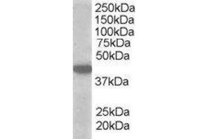 ABIN2559946 (1µg/ml) staining of A549 lysate (35µg protein in RIPA buffer). (SLC16A7 Antikörper  (C-Term))