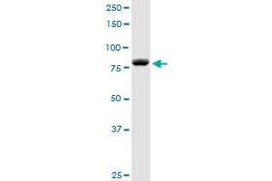 DGKA MaxPab rabbit polyclonal antibody. (DGKA Antikörper  (AA 1-735))