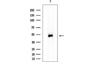 Western blot analysis of lysates from Mouse brain, using FBXO4 Mouse Monoclonal Antibody at 1/1000 dilution.