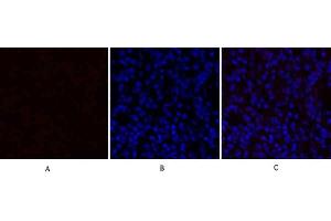 Immunofluorescence analysis of rat lung tissue. (TGFB1 Antikörper  (AA 310-390))