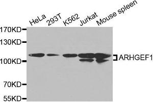 Western blot analysis of extracts of various cell lines, using ARHGEF1 antibody. (ARHGEF1 Antikörper  (AA 783-912))