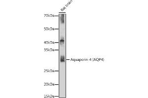 Western blot analysis of extracts of Rat brain, using Aquaporin-4 (Aquaporin-4 ) antibody (ABIN7265653) at 1:500 dilution. (Aquaporin 4 Antikörper)