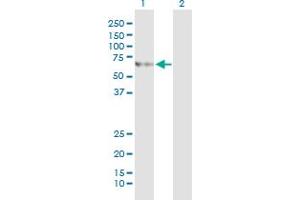 Western Blot analysis of SLC27A5 expression in transfected 293T cell line by SLC27A5 monoclonal antibody (M01), clone 5A7. (SLC27A5 Antikörper  (AA 90-175))