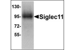 Western blot analysis of Siglec11 in HepG2 cell lysate with this product at 1 μg/ml. (SIGLEC11 Antikörper  (C-Term))