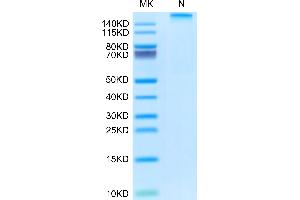 SDS-PAGE (SDS) image for HLA Class I Histocompatibility Antigen, alpha Chain G (HLAG) (AA 25-305), (Tetramer) protein (His-Avi Tag,Peptide (RIIPRHLQL)) (ABIN7274821)