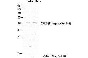 Western Blot (WB) analysis of specific cells using Phospho-CREB-1 (S142) Polyclonal Antibody. (CREB1 Antikörper  (pSer142))