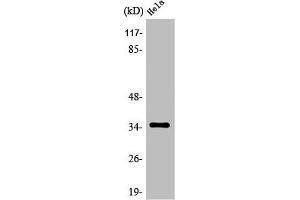 Western Blot analysis of HepG2 cells using Olfactory receptor 6C3 Polyclonal Antibody