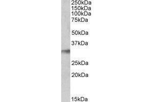 AP23237PU-N NEK7 antibody staining of Human Lung lysate at 0. (NEK7 Antikörper  (C-Term))