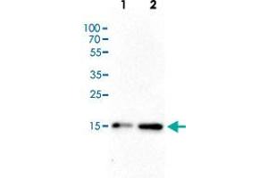 Western Blot (Cell lysate) analysis of (1) 25 ug whole cell extracts of Hela cells, (2) 15 ug histone extracts of Hela cells. (HIST1H3A Antikörper  (acLys4))