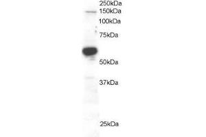 Image no. 1 for anti-Rac GTPase Activating Protein 1 (RACGAP1) (AA 620-632) antibody (ABIN296796) (RACGAP1 Antikörper  (AA 620-632))