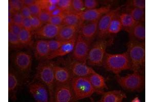 Immunofluorescence staining of methanol-fixed MCF7 cells using VEGFR2(Phospho-Tyr951) Antibody. (VEGFR2/CD309 Antikörper  (pTyr951))