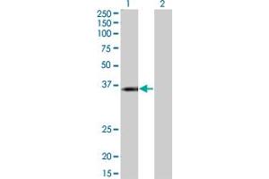 Western Blot analysis of KCNJ15 expression in transfected 293T cell line by KCNJ15 monoclonal antibody (M01), clone 1B2. (KCNJ15 Antikörper  (AA 290-355))