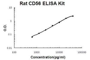 Rat NCAM1/CD56 PicoKine ELISA Kit standard curve (CD56 ELISA Kit)