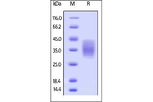 CD147 Protein (AA 22-205) (His tag,AVI tag,Biotin)