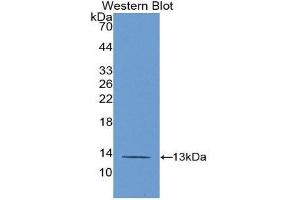Western Blotting (WB) image for anti-Platelet Factor 4 (PF4) (AA 30-105) antibody (Biotin) (ABIN1172511) (PF4 Antikörper  (AA 30-105) (Biotin))