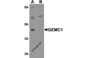 Western Blotting (WB) image for anti-Geminin Coiled-Coil Domain Containing (GMNC) (Middle Region) antibody (ABIN1030936) (GEMC1 Antikörper  (Middle Region))