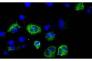 Immunofluorescent staining of COS7 cells transiently transfected with recombinant CISD1 protein using CISD1 antibody (CISD1 Antikörper)
