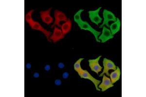 ABIN7096247 and ABIN7100309 staining Hela cells by IF/ICC. (LTV1 Antikörper)