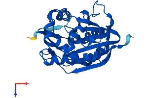 INMT Protein (AA 1-264) (His tag)