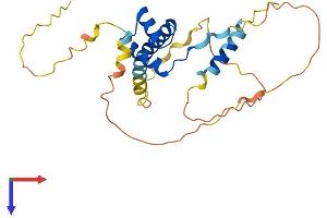 PRRX1 Protein (AA 1-245) (His tag)