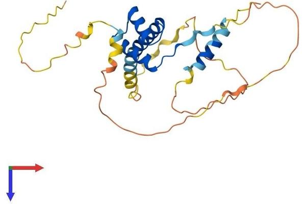 PRRX1 Protein (AA 1-245) (His tag)