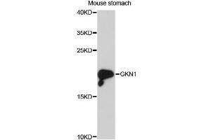 Western blot analysis of extracts of mouse stomach, using GKN1 antibody (ABIN6293092) at 1:3000 dilution. (Gastrokine 1 Antikörper)