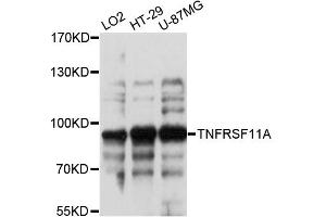 Western blot analysis of extracts of various cell lines, using TNFRSF11A antibody. (TNFRSF11A Antikörper)