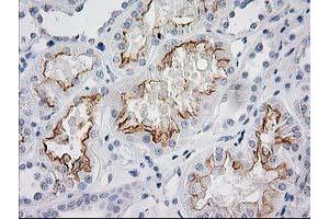 Image no. 10 for anti-BAI1-Associated Protein 2 (BAIAP2) antibody (ABIN1496805) (BAIAP2 Antikörper)