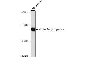 Western blot analysis of extracts of Mouse lung, using Alcohol Dehydrogenase Rabbit mAb (ABIN7265529) at 1:1000 dilution. (ADH1A Antikörper)