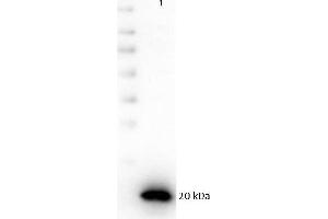 Western Blot of recombinant PARP1 with Rabbit anti-PARP1 (internal) antibody.