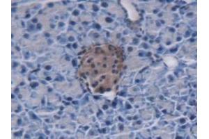 Detection of MUC5B in Mouse Pancreas Tissue using Polyclonal Antibody to Mucin 5 Subtype B (MUC5B) (MUC5B Antikörper  (AA 75-295))