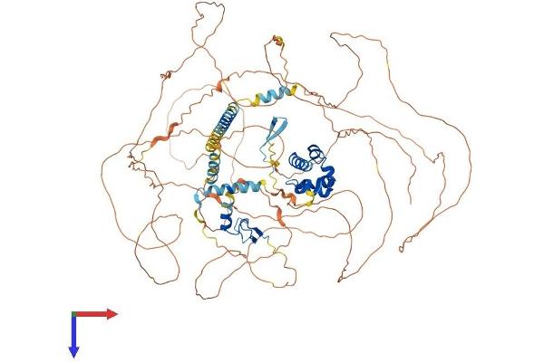 PHC3 Protein (AA 1-981) (His tag)