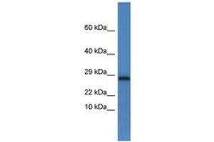 Image no. 1 for anti-NADH Dehydrogenase (Ubiquinone) Flavoprotein 2, 24kDa (NDUFV2) (C-Term) antibody (ABIN6746517) (NDUFV2 Antikörper  (C-Term))