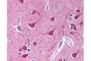 Anti-Gi Alpha 1/2 antibody IHC of human brain, cortex. (Gi alpha 1/2 (AA 345-354) Antikörper)
