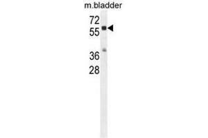 CTSA Antibody (N-term) western blot analysis in mouse bladder tissue lysates (35µg/lane). (CTSA Antikörper  (N-Term))