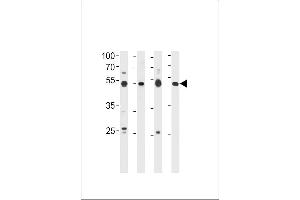 HINFP Antibody (Center) (ABIN656553 and ABIN2845815) western blot analysis in 293 cell line,human placenta,mouse brain and spleen tissue lysates (35 μg/lane).